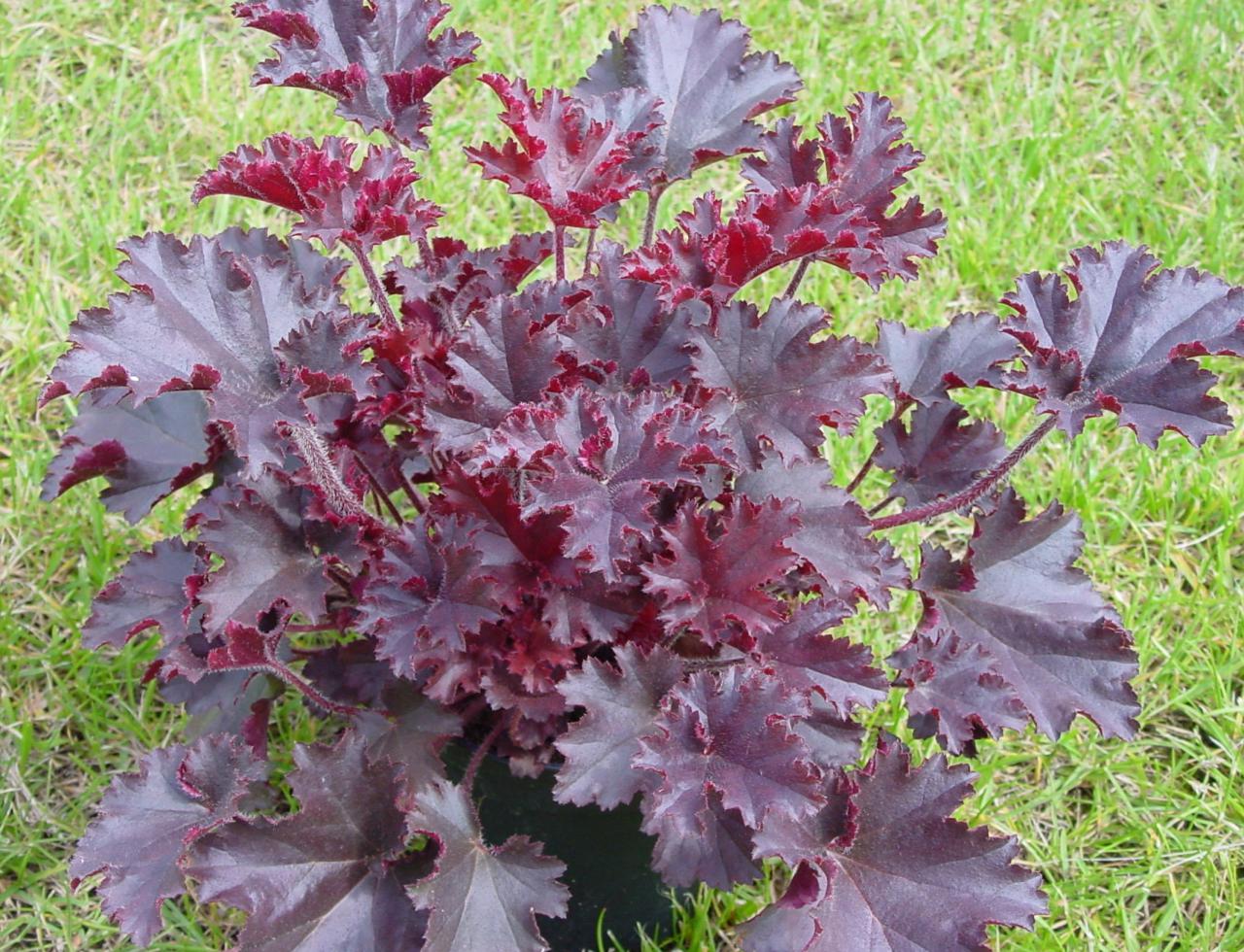 Heuchera micrantha 'Melting Fire'